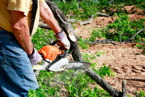 Best Commercial Tree Services  in Kilgore, TX